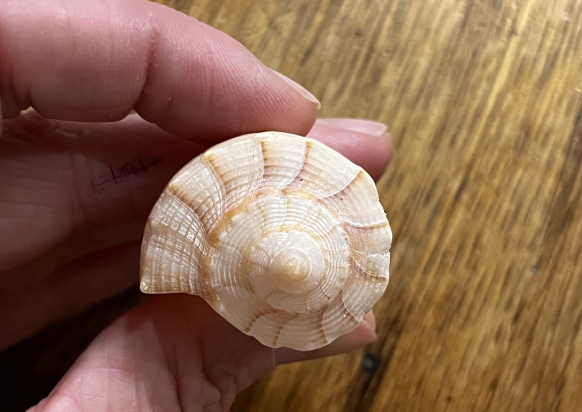 The SNERCH for True Love: A Sinistral Snail Tale | Natural History